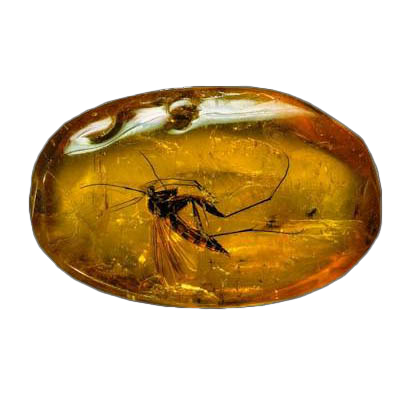 Amber gemstone